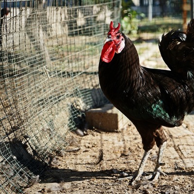 Hacıkadı nasıl kurtulur?