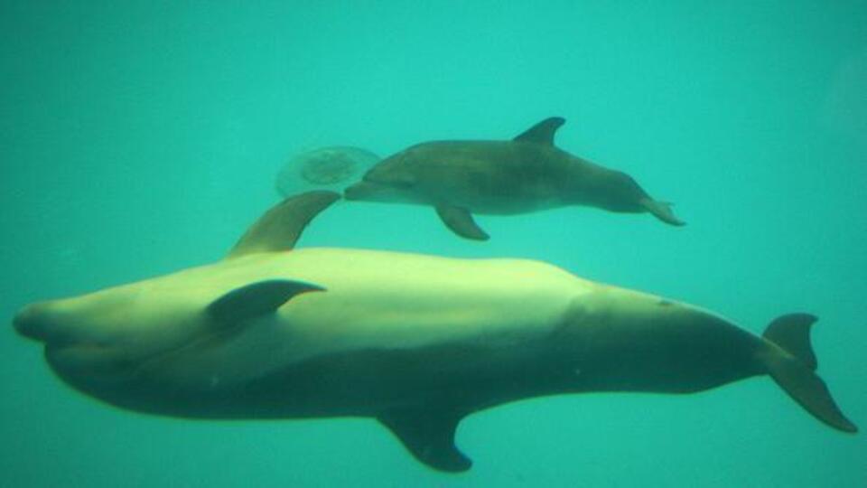Yunuslar denizlerdeki gürültü kirliliği sebebiyle birbirlerine "bağırmak zorunda kalıyor"
