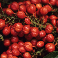 Doğadan gelen şifa! Uzmanlar öneriyor: Doğal ağrı kesici, antioksidan ve enerji kaynağı!