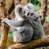 Hayvanlar hakkında doğru bilinen yanlışlar