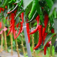 Acı yerken vücutta neler oluyor?