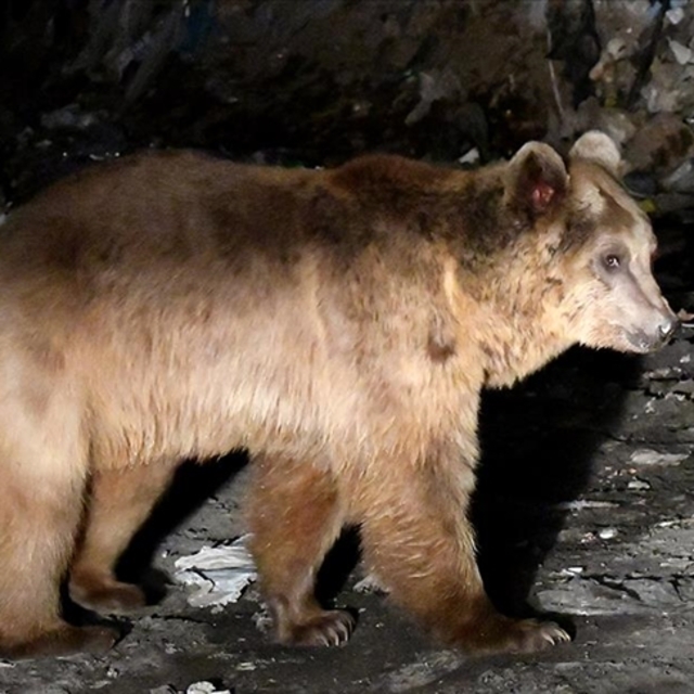 Kış uykusu uyarısı