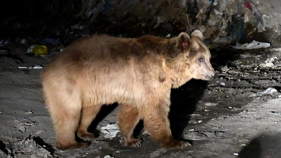 Kış uykusu uyarısı