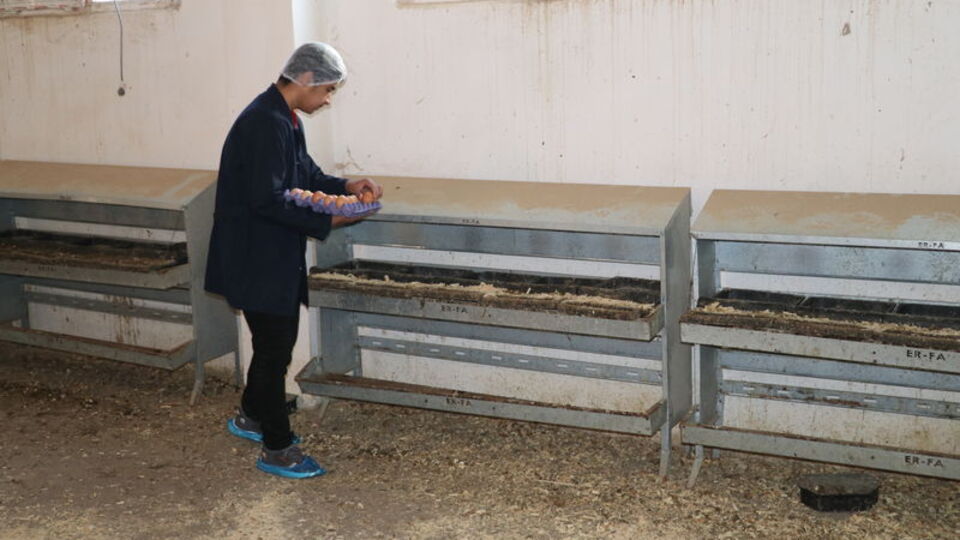 Erzincan'da liseliler yumurta ve sebze üretiyor