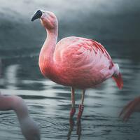 Flamingolar neden pembedir? Aslında değiller desek?