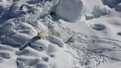 O bölgede sıcaklıklar son 1000 yılın en üst seviyesine ulaştı