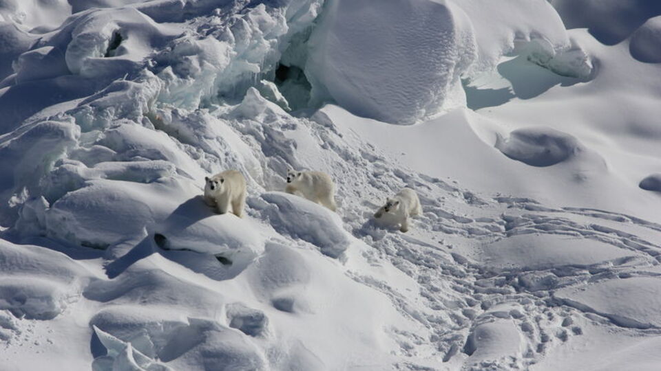 O bölgede sıcaklıklar son 1000 yılın en üst seviyesine ulaştı