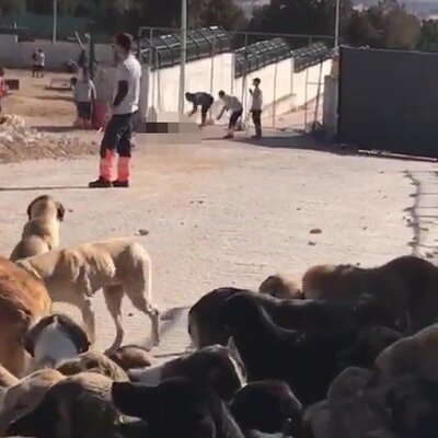 Konya'daki köpek katillerinin cezası belli oldu!