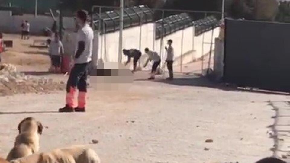 Konya'daki köpek katillerinin cezası belli oldu!