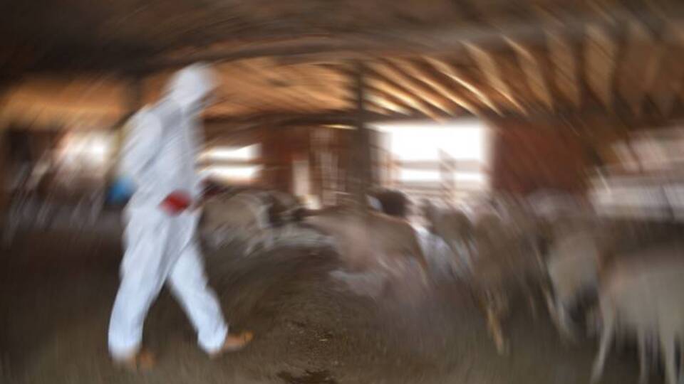 Kadınhanı'nda canlı hayvan pazarı kapatıldı