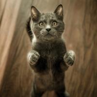 Kediler neden salatalıktan korkar?