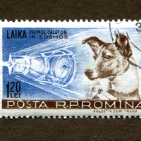 Uzaya çıkan ilk canlı Laika!