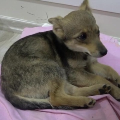 Sokak hayvanı için 'köpek-çakal' tartışmasında DNA talebi