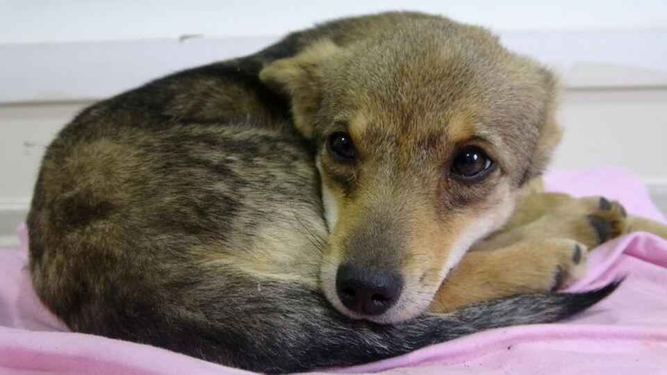 Sokak hayvanı için 'köpek-çakal' tartışmasında DNA talebi