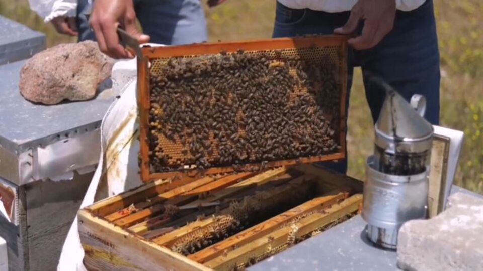 Çanakkale'de kuraklık arıları da vurdu