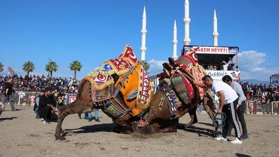 Develer güreşirken sahipleri kavga etti