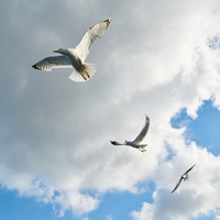 Kuşlar neden insanların ve arabaların üzerine pisler?