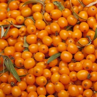 Alıç nasıl tüketilir?