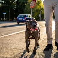 Amerikan Pitbull köpeği özellikleri nelerdir?