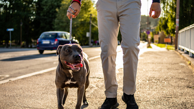 Amerikan Pitbull köpeği özellikleri nelerdir?