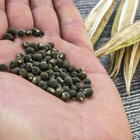 Bamya tohumu nasıl tüketilir?