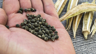 Bamya tohumu nasıl tüketilir?