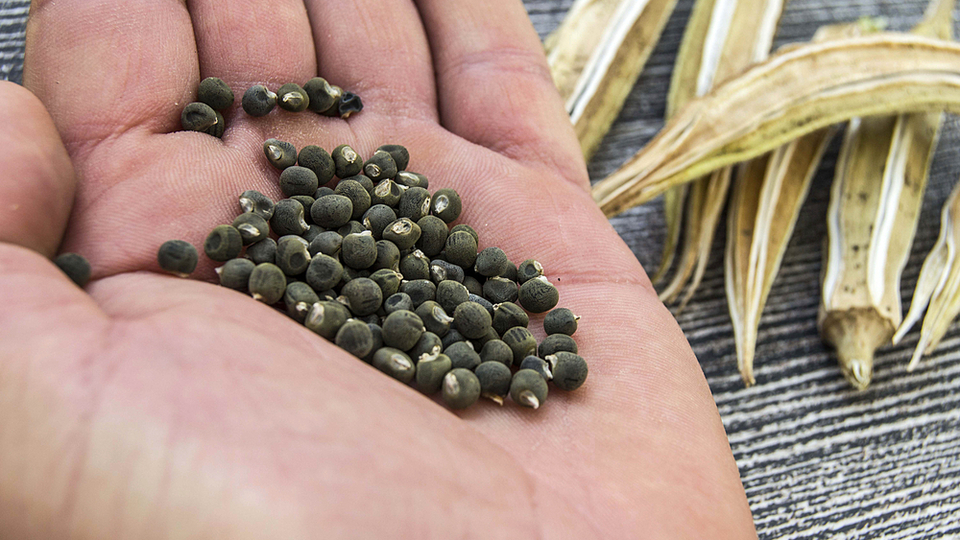 Bamya tohumu nasıl tüketilir?