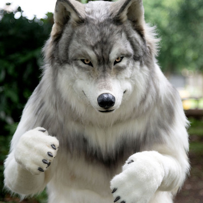 Japon mühendis sıkıntılarından kaçmak için kurt oldu!