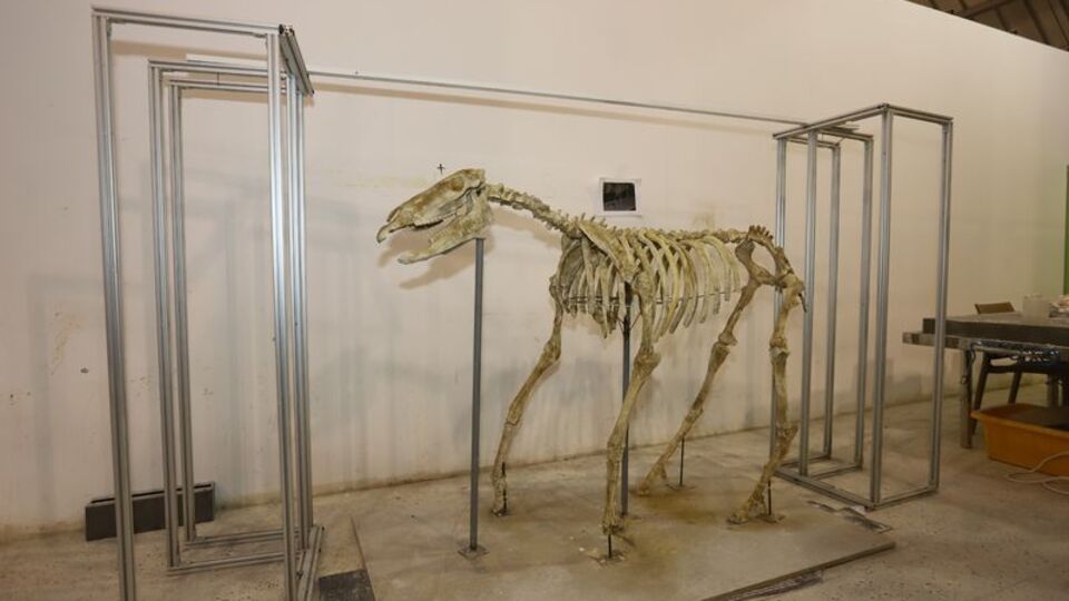 Ayağa kaldırıldı... 7.5 milyon yıllık, üç toynaklı!