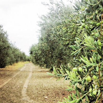 Zeytinyağında 2 fazlı üretime geçiş