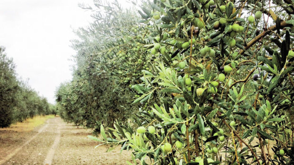 Zeytinyağında 2 fazlı üretime geçiş