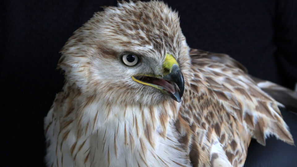 Bitkin halde bulundu, tedaviye alındı!