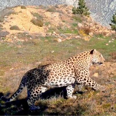 Anadolu leoparı iki ayrı bölgede yeniden görüntülendi