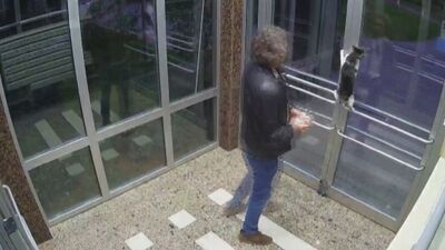 Kedilere eziyet eden caniden ahlaksızlık