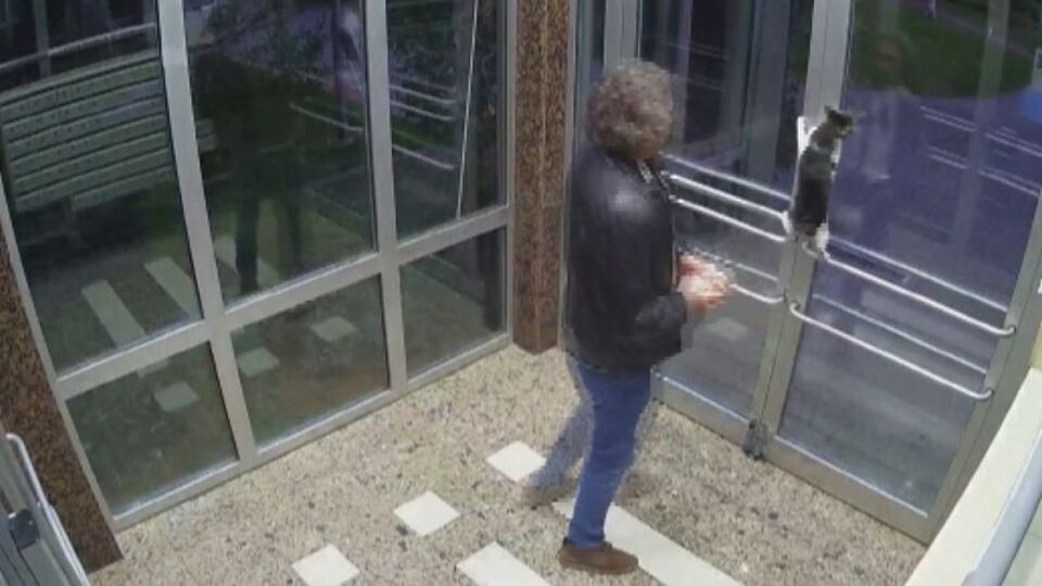 Kedilere eziyet eden caniden ahlaksızlık