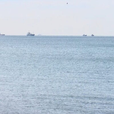 Marmara Denizi'nde zehirli ve yakıcı tür endişesi!