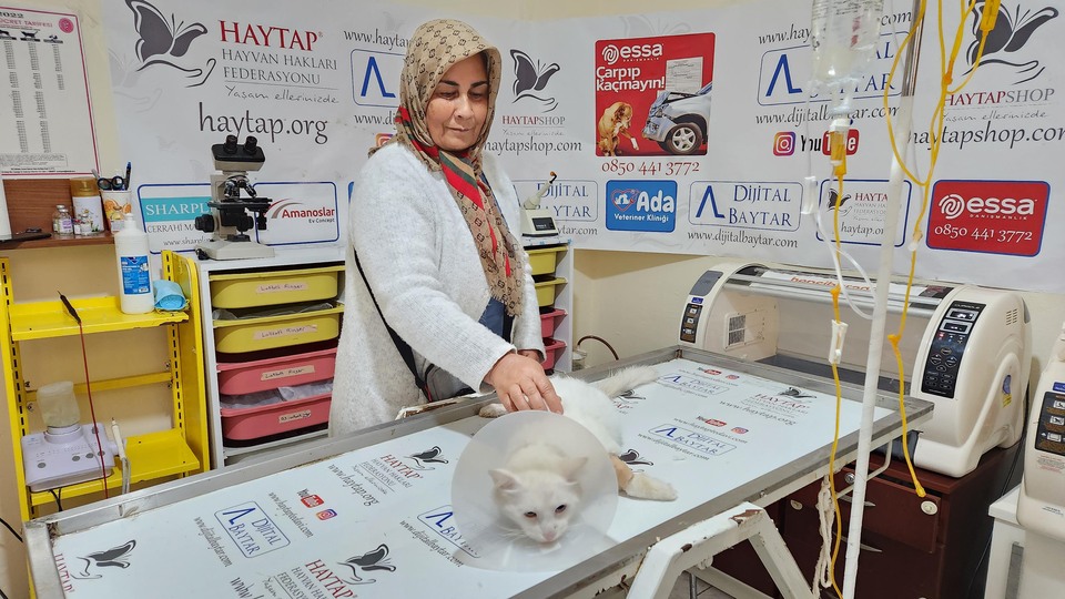 Patisi kesilen kediyle ilgili inanılmaz şüphe!