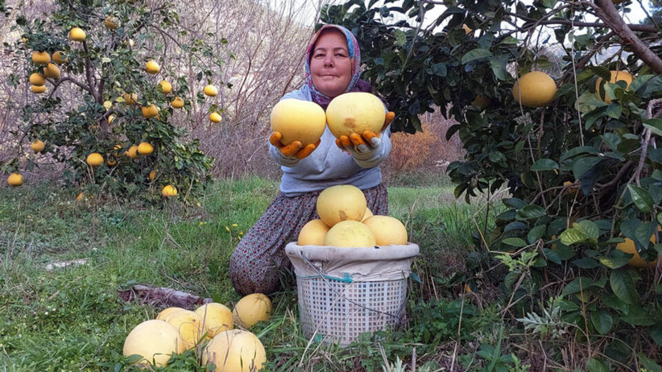 Bu kavun ağaçta yetişiyor!