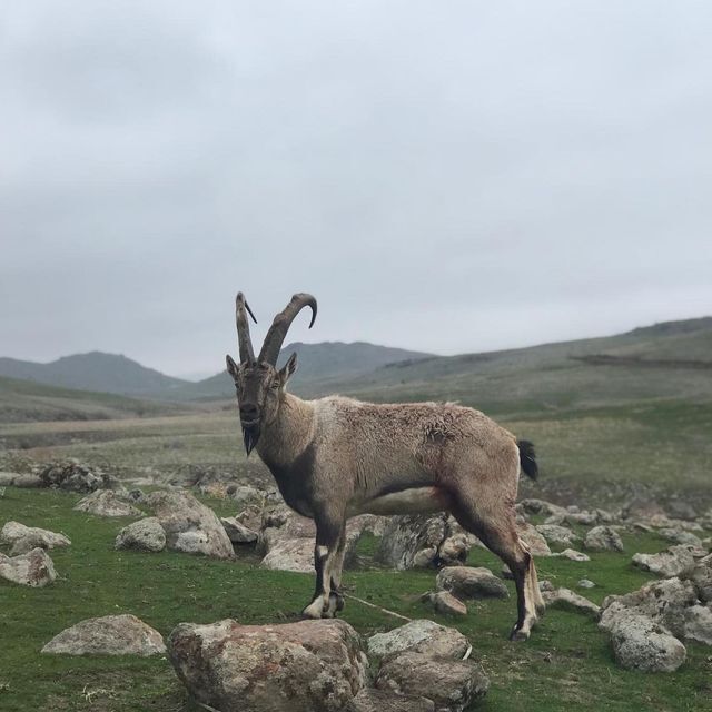Tunceli'de yaban keçisi avına 264 bin lira ceza