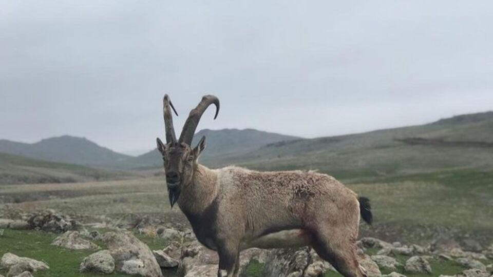 Tunceli'de yaban keçisi avına 264 bin lira ceza