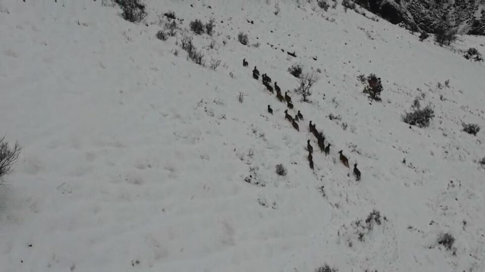 Kar üstünde yiyecek ararken drone ile görüntülendiler