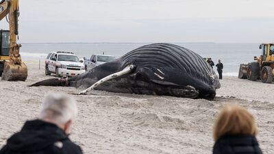 Kambur balina karaya vurdu