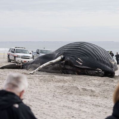 Kambur balina karaya vurdu