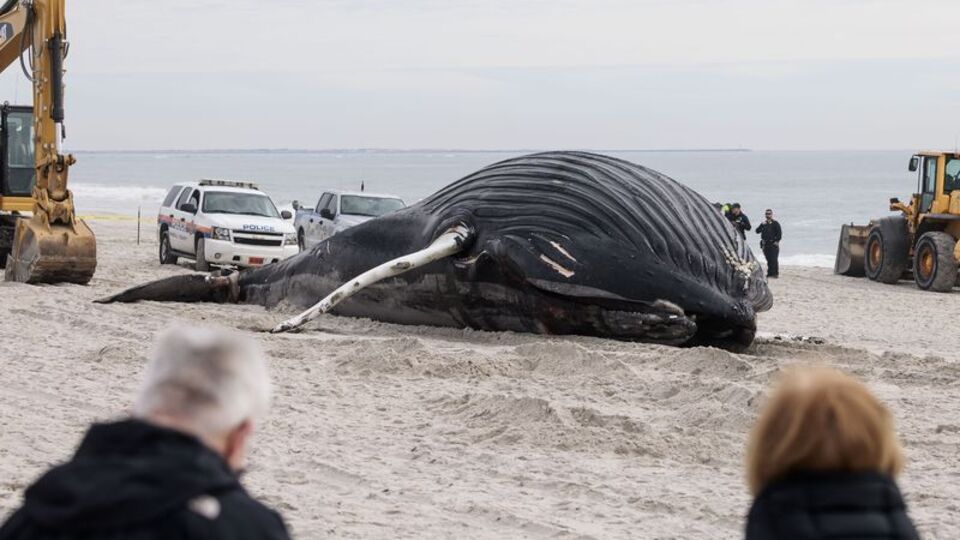 Kambur balina karaya vurdu