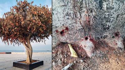 "Simge ağacın" kurutulması davasında karar çıktı!