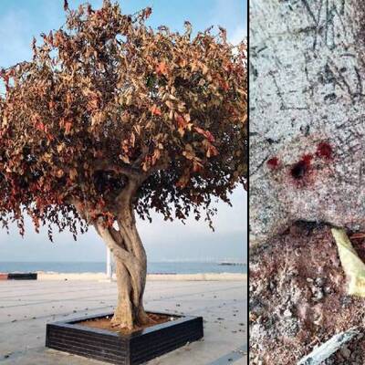 "Simge ağacın" kurutulması davasında karar çıktı!