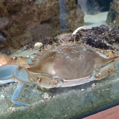 Ticari değeri yüksek! Karadeniz'de yumurtalarına rastlandı...