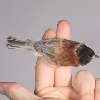 Kayıtlara girdi! İşte Türkiye'nin 498. türü