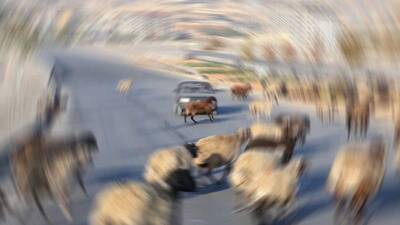 Koyun sürüsünün karıştığı kazada Yargıtay'dan flaş karar!