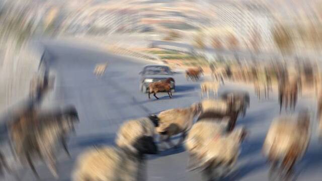 Koyun sürüsünün karıştığı kazada Yargıtay'dan flaş karar!